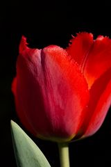 Red tulip