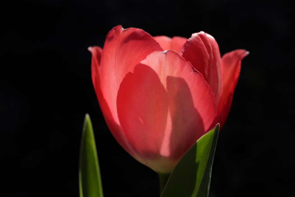 Red tulip