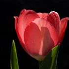 Red tulip