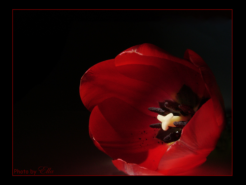 Red Tulip