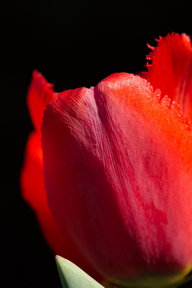 Red tulip