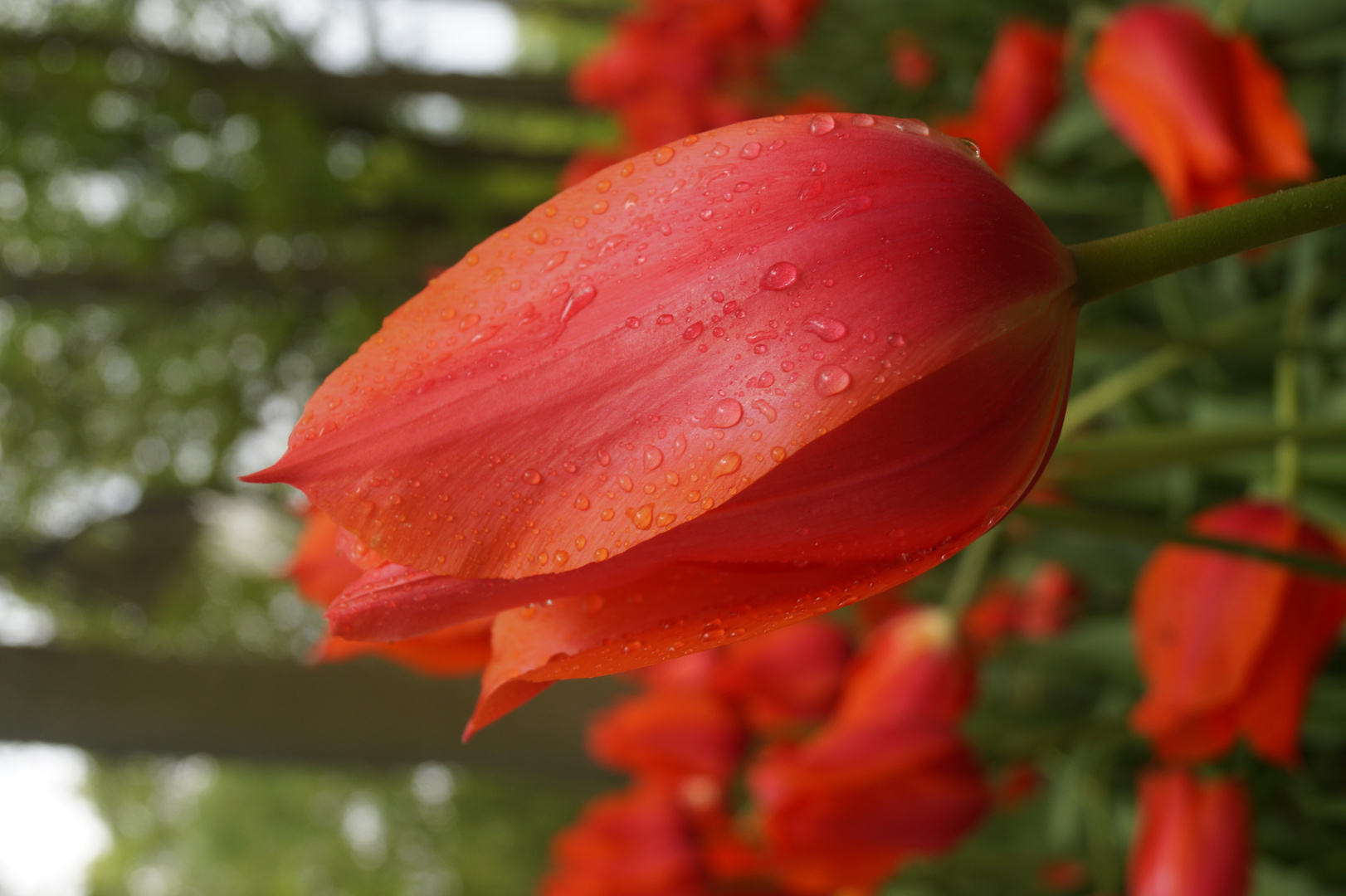 Red tulip