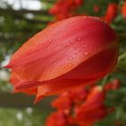 Red tulip