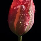 Red tulip