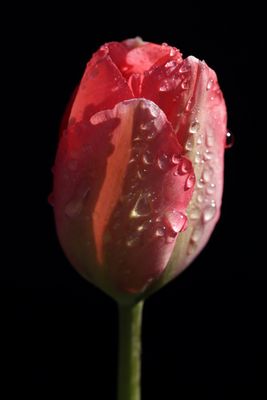 Red tulip