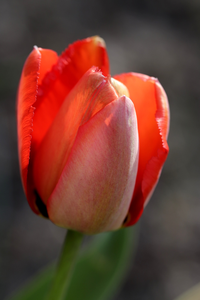 Red tulip