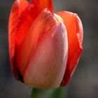 Red tulip