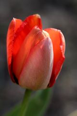 Red tulip