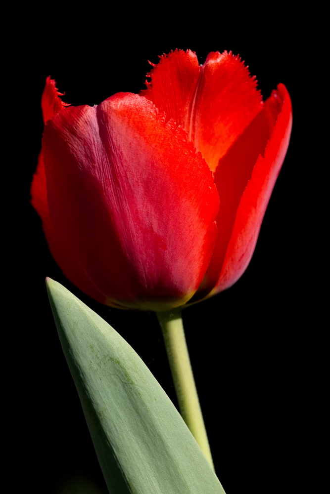 Red tulip