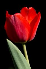 Red tulip