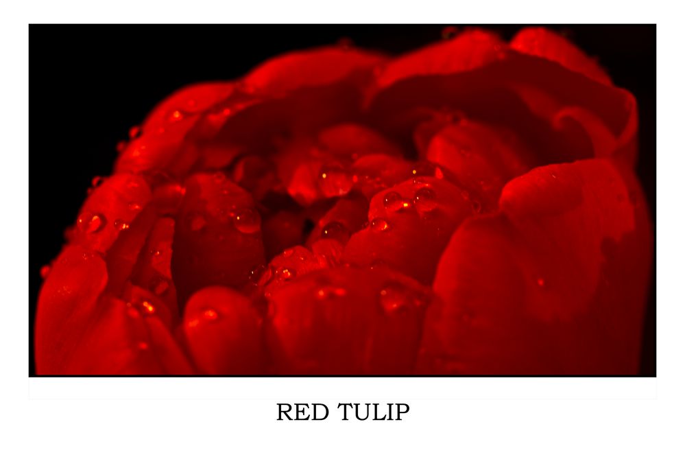 Red Tulip von Jaz82 