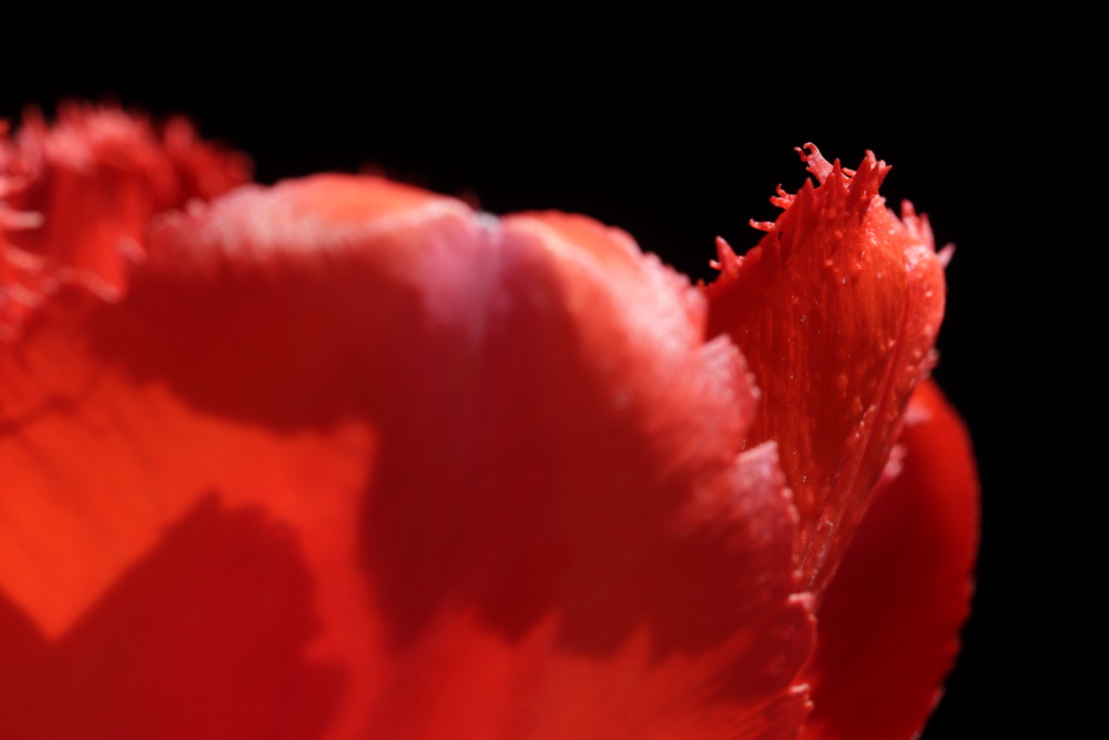 Red tulip