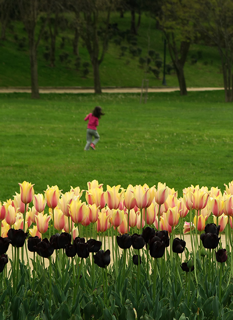 Red Tulip