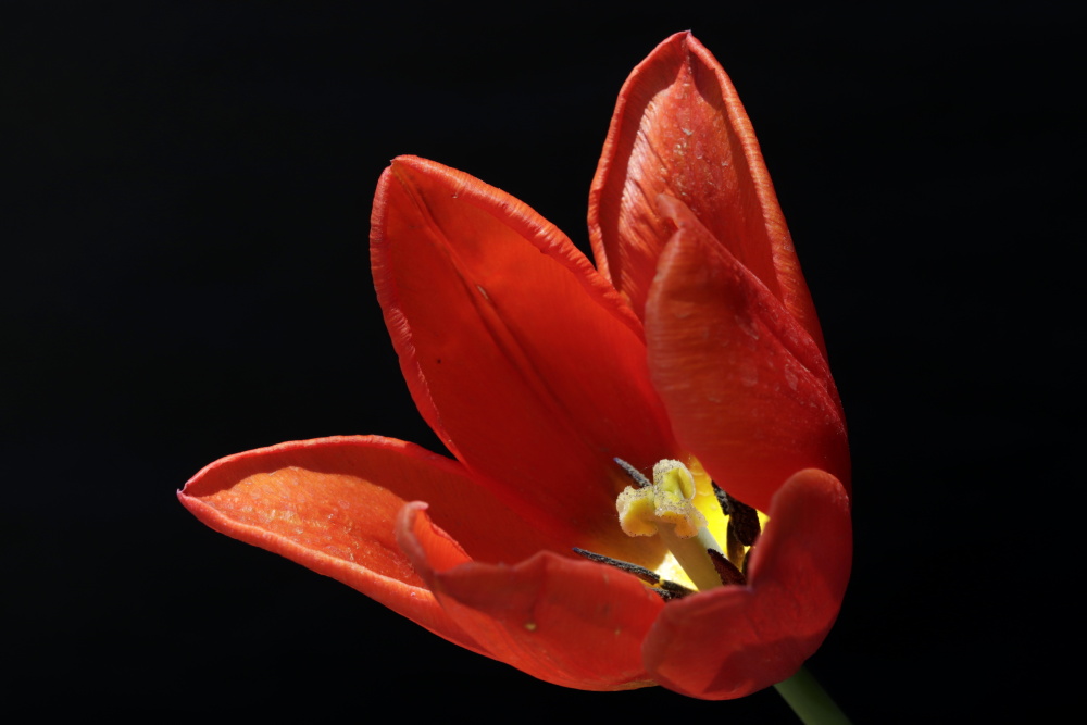 Red tulip