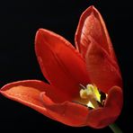 Red tulip