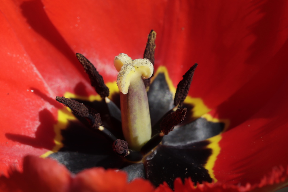 Red tulip (aperture 11)