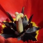 Red tulip (aperture 11)