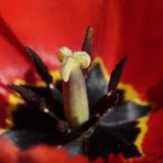 Red tulip (aperture 6.3)