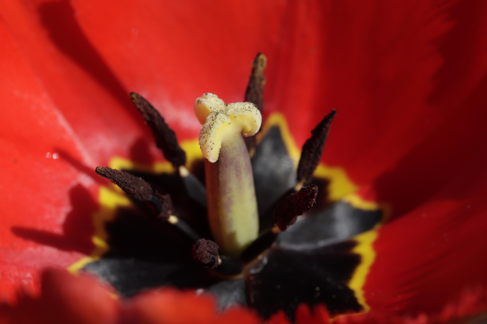 Red tulip (aperture 6.3)