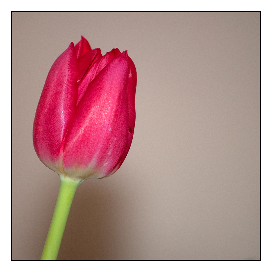 Red Tulip