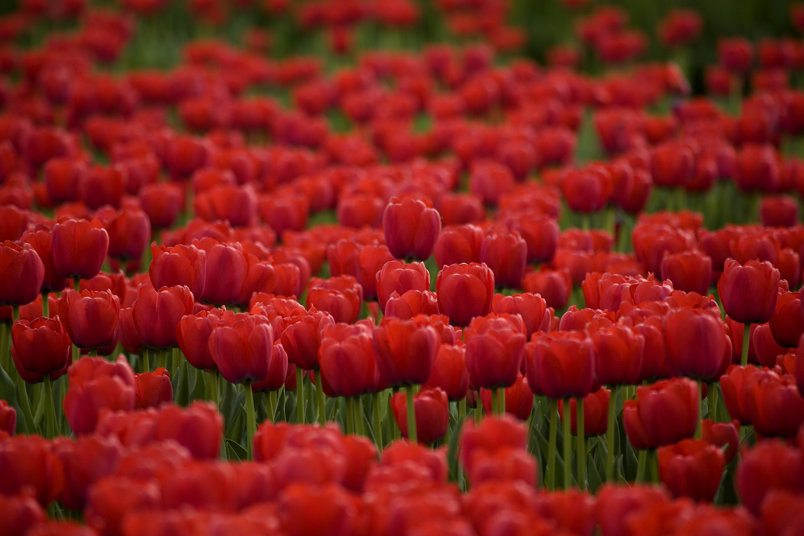 red tulip