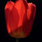 Red tulip