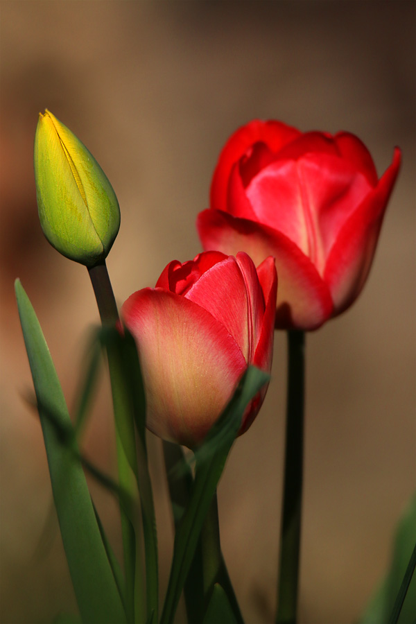 Red Tulip