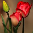 Red Tulip