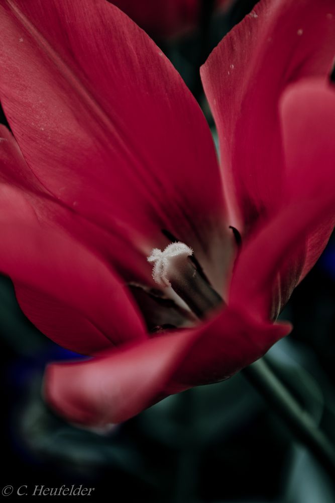 Red Tulip von Heufix 