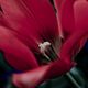 Red Tulip