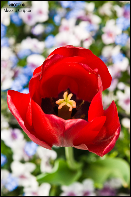 RED TULIP