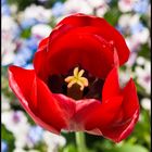 RED TULIP