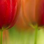 red tulip