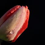 Red Tulip