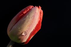 Red Tulip