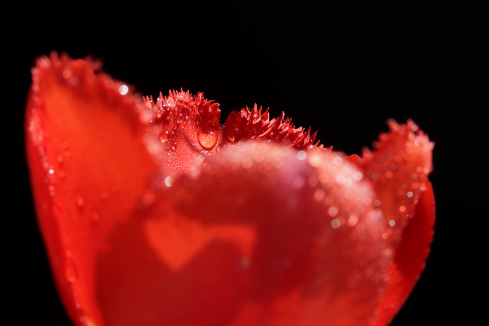 Red tulip