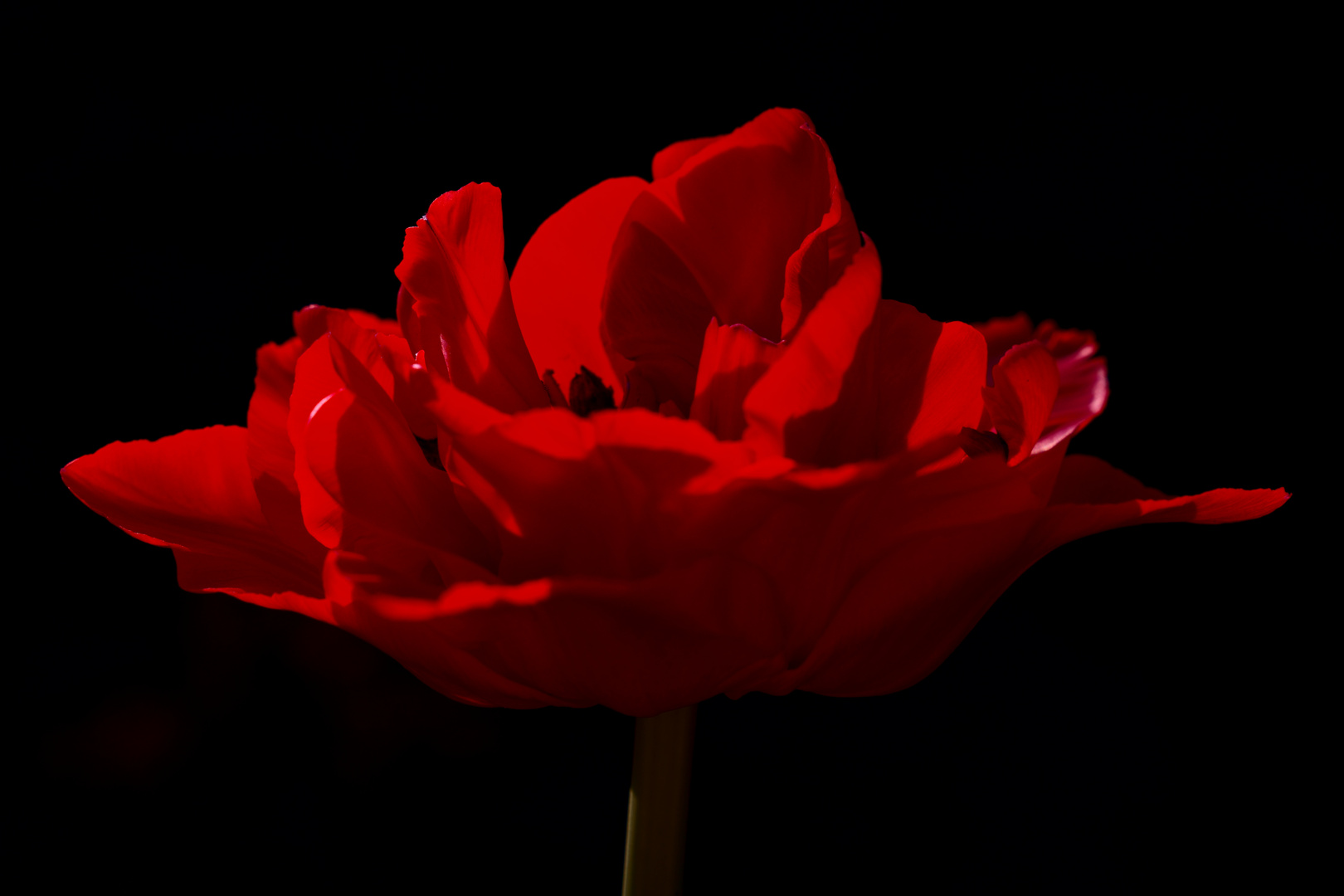 red tulip