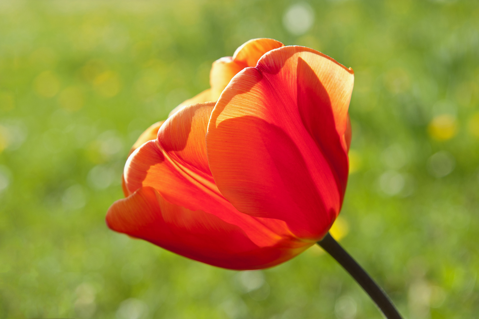 Red Tulip