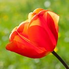 Red Tulip