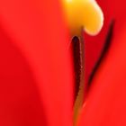 Red tulip