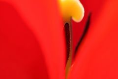 Red tulip