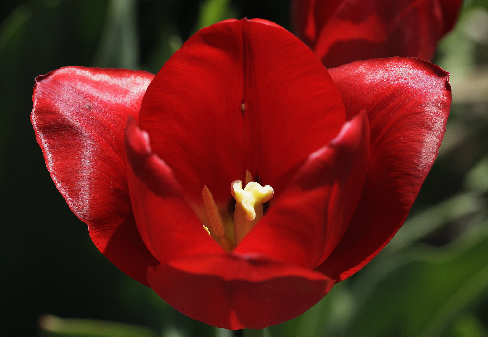 red tulip