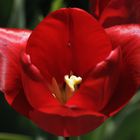 red tulip