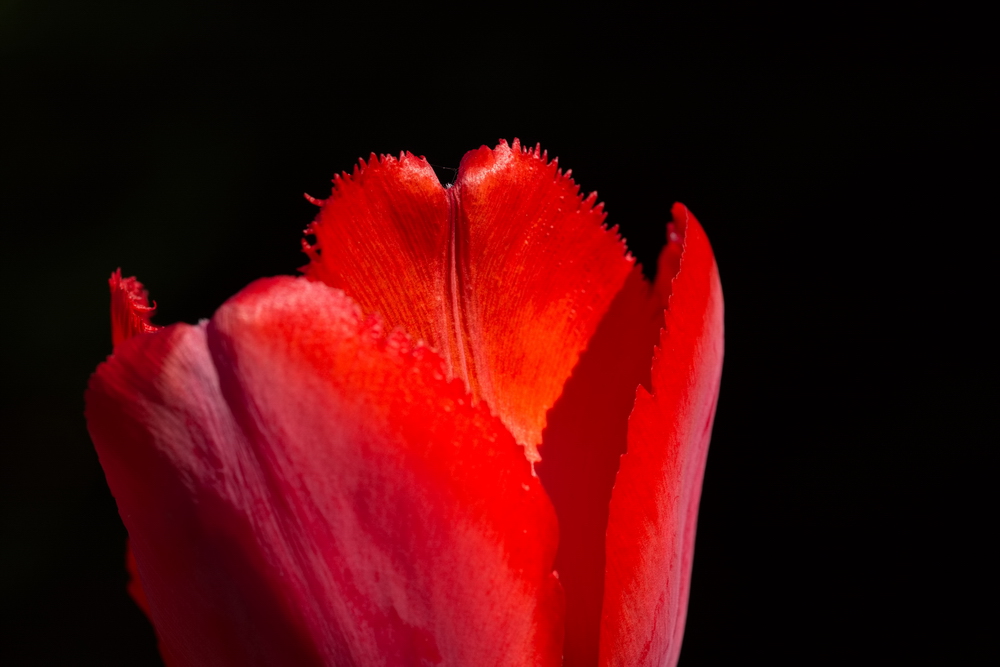 Red tulip