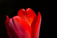 Red tulip