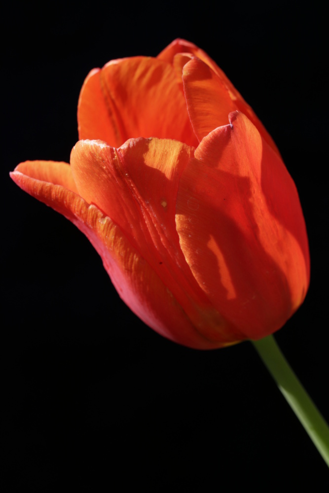 Red Tulip