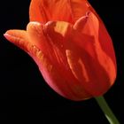 Red Tulip