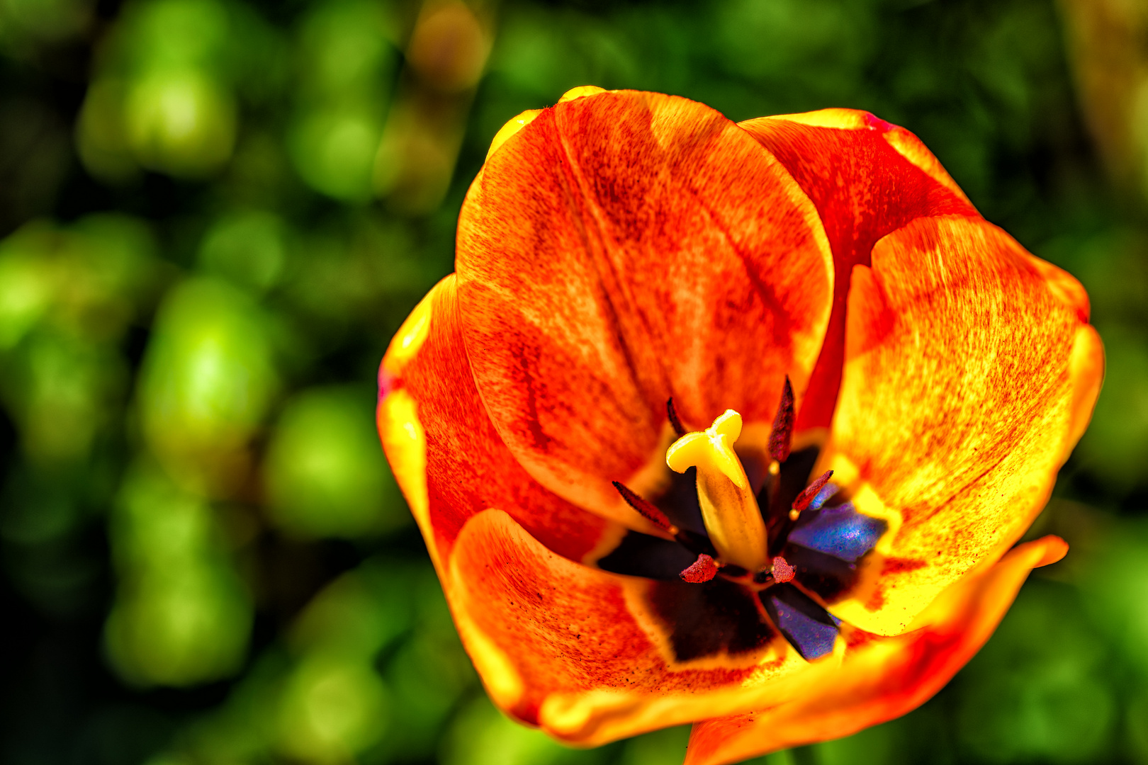 Red Tulip Total