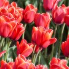 RED TULIPANS