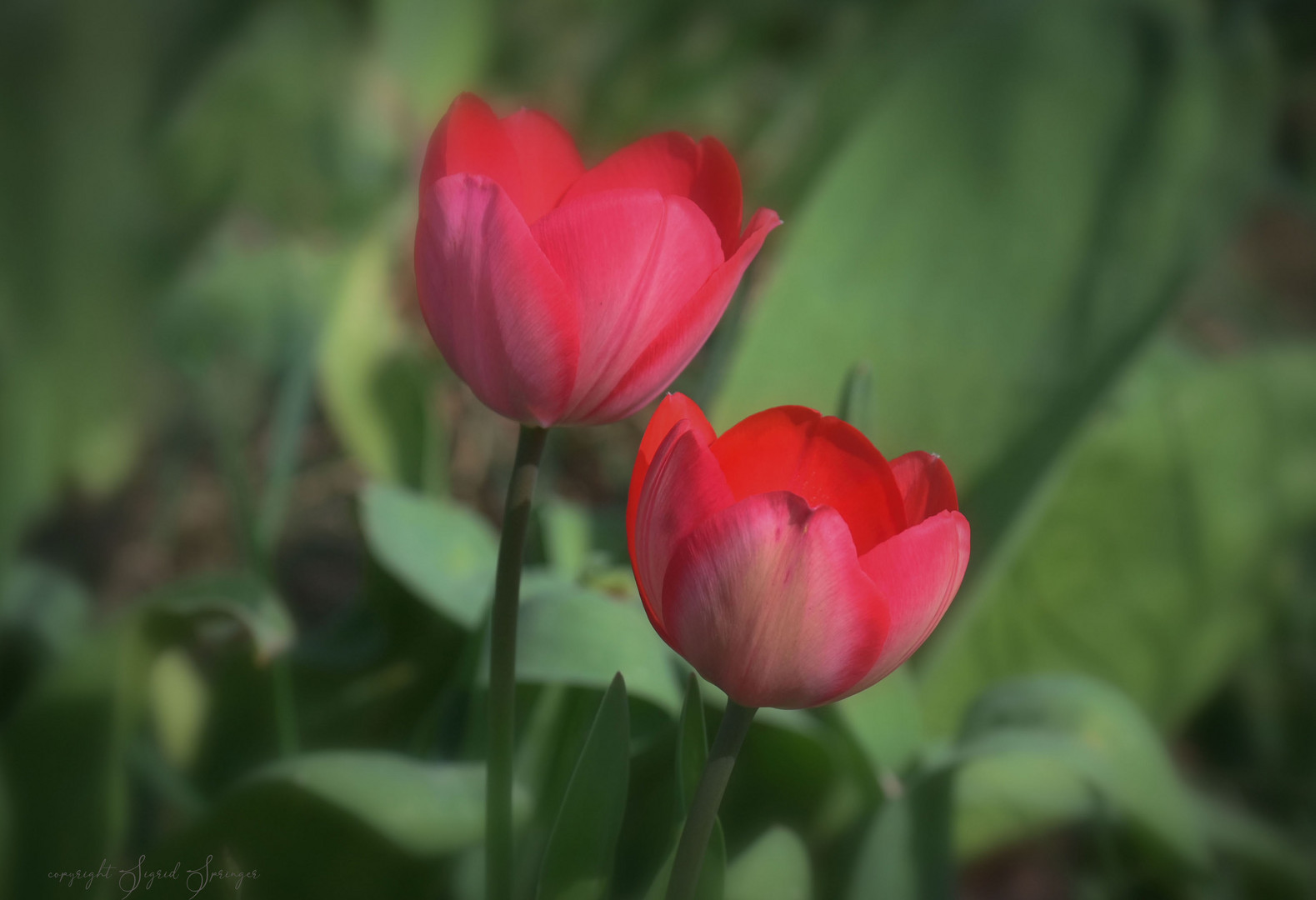 red tulips